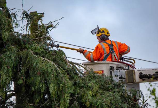 Trusted Shippensburg, PA Tree Care Experts