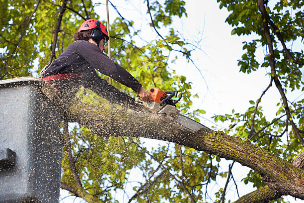 Lawn Renovation and Restoration in Shippensburg, PA